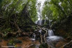 Agumbe Rainforest