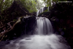 Agumbe Rainforest