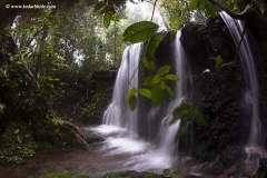 Agumbe Rainforest