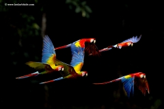 Crimson Macaws in flight
