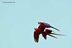 Crimson Macaws in flight