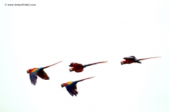 Crimson Macaws in flight