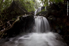 Agumbe Rainforest