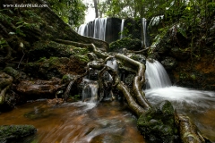 Agumbe Rainforest
