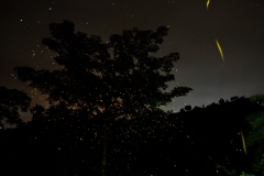 Fireflies