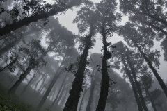 Jalori Pass, Golden Oak forest
