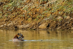 Royal Swim