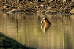 Royal Swim