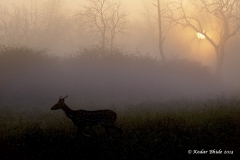 Sunrise at Bandipur