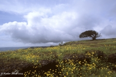 Kas plateau