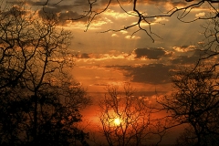 Sunrise at Tadoba National Park