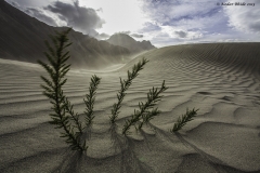 Nubra Valley, Sand dunes