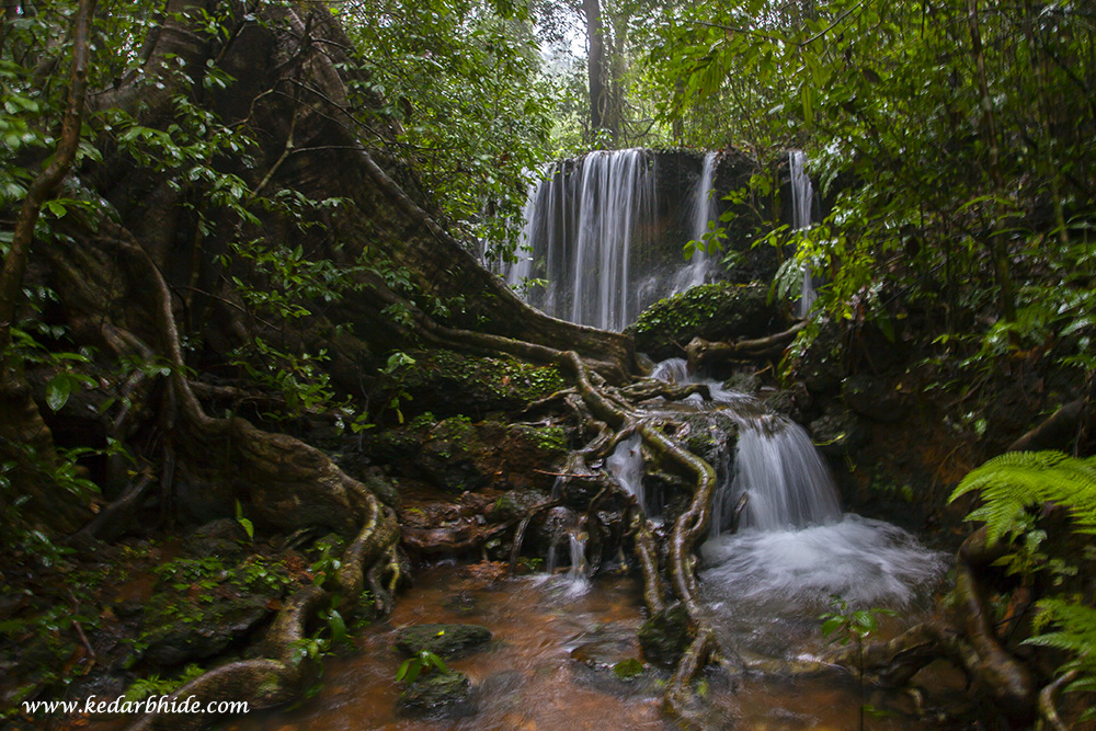 Agumbe Rainforest